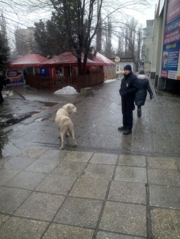 По наводке. В Николаеве патрульные "арестовали" собаку, регулярно таскающую мясо у торговки