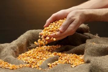 Поставит ли Украина кукурузу в Индию