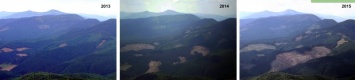 Туристы показали масштабы вырубки леса на Закарпатье