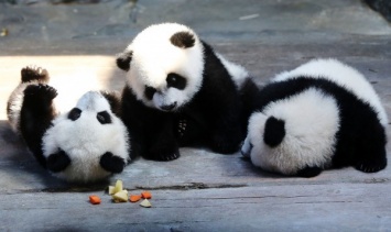 Toronto Zoo показал «обнимашки» детенышей панды с матерью