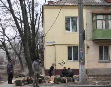 В Николаеве продолжают спиливать здоровые деревья