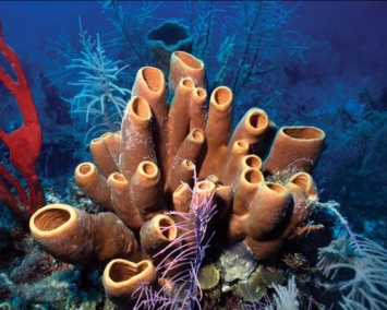 Ученые: Первыми животными на Земле являлись морские губки