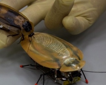 Министр образования РФ предложил массово производить роботов-тараканов