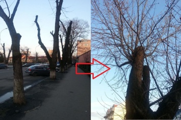 Как коммунальные "эльфы" поиздевались над деревьями в Ужгороде (ФОТОФАКТ)