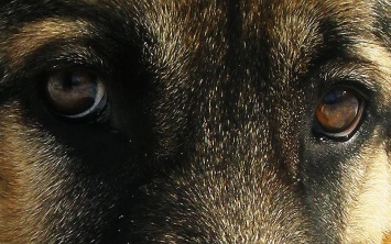 В Ужгороде "отморозок" отрезал голову собаке: полиция проблему не увидела (ФОТО 18+)
