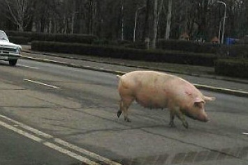 В Запорожской области из авто на проезжую часть выпала живая свинья