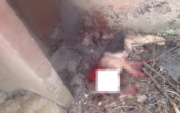 В Ужгороде пьяный мужчина на улице отрезал мачете собаке голову