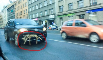 В Риге разыскивают изверга, который разъезжал по городу с мертвой косулей на бампере машины