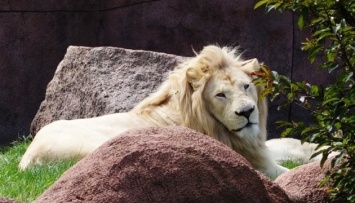 В Канаде застрелили льва, который сбежал из зоопарка