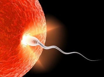 Слияние яйцеклетки со сперматозоидом пронаблюдали с помощью «ЭКО-чипа»