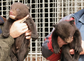 В Запорожской области показали недавно родившихся медвежат (ФОТО)