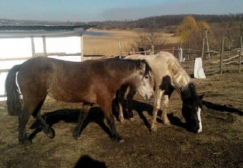 Днепропетровцев приглашают пообщаться с лошадьми и отметить Масленицу за городом