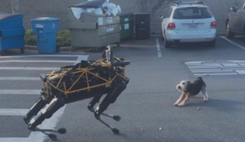 Глядите: первая встреча робота-собаки от Google и живого пса