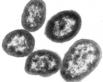Ученые: Бактерия в кишечнике человека ведет войну против всех микроорганизмов