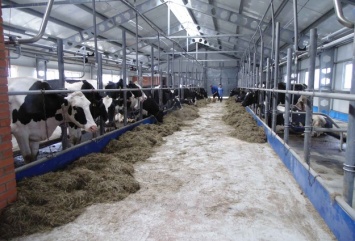 Агентство США по международному развитию откроет на Николаевщине семейные молочные мини-фермы
