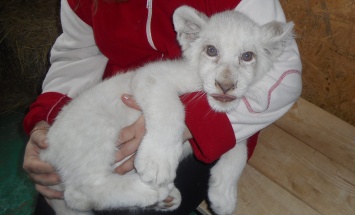 В запорожский зоопарк привезли белого львенка (ФОТО)