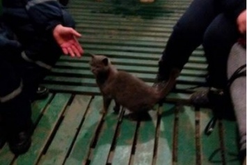 Кот-потеряшка ждет хозяев на КПВВ "Зайцево"