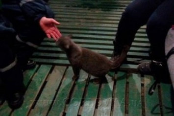 Убежавший из машины кот на КПВВ Зайцево вернулся на место побега и ждет владельцев