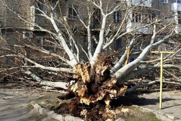 В центре Николаева упало дерево – есть пострадавшие