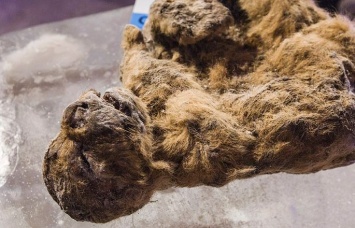 Корейские ученые собираются клонировать вымершего пещерного льва