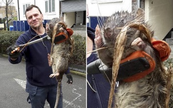 Лондонский инженер нашел огромную крысу-мутанта (фото)