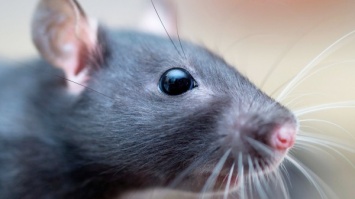 СМИ: На детской площадке в Лондоне нашли полутораметровую крысу