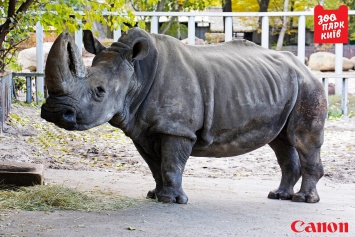 Печальные известия из Киевского зоопарка: старейший носорог в Европе тяжело больна