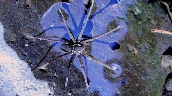 Австралийские биологи открыли новый вид паука, который умеет нырять и плавать (ФОТО)