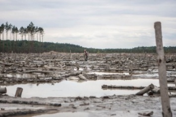 Сколько гектаров леса уничтожено в двух прифронтовых районах Луганщины?
