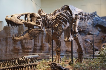 Ученые обнаружили останки предка тираннозавра в пустыне Узбекистана