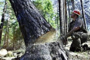 Депутаты говорили о незаконной вырубке леса в Славянском районе