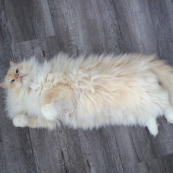 Пушистый кот Скай благодаря своему облачному виду стал звездой соцсетей