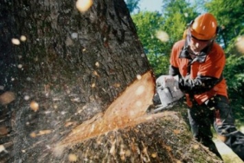 Аварийные деревья больше не угрожают кременчужанам и воздушным электросетям