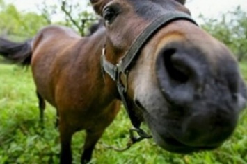 На Черниговщине полиция задержала похитителя лошадей
