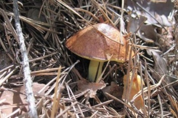 Маслята, сыроежки и лисички: какие грибы не стоит употреблять харьковчанам