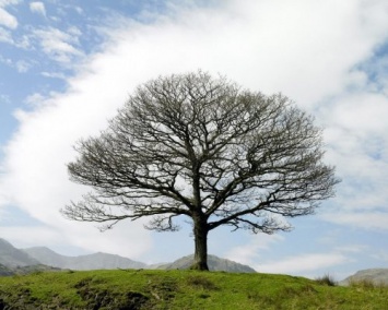 Ученые: Некоторые деревья могут помочь в борьбе с изменением климата