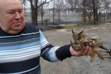 В Мариуполе жительница нашла совенка и отдала его в зоопарк (ФОТО)
