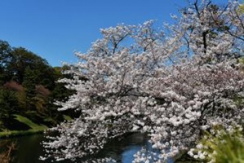 Япония: Сакура обогнала весну на пять дней