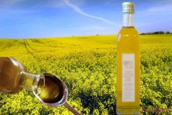 Украина стала больше экспортировать рапсового масла