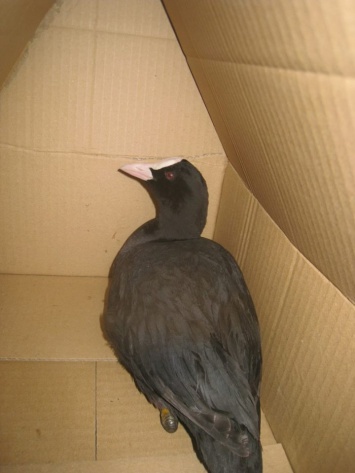 В центре Запорожья нашли диковинную птицу (ФОТОфакт)