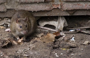 Крысы на пляжах: в Киеве важно провести общегородскую дератизацию