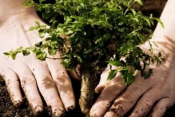 Житомирские экологи призывают присоединяйться к посадке «Деревьев мира»