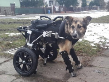 Начали искать хозяина для собаки на протезах во Львове