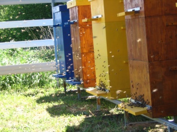 Запорожский депутат украл у селянина пчелиные ульи