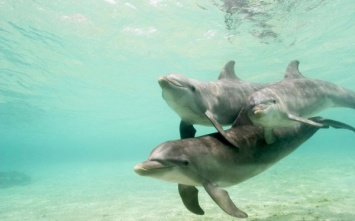 В Грузии зафиксирована массовая гибель дельфинов