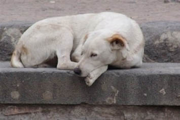 За год в Ялте выловили почти 500 бродячих собак