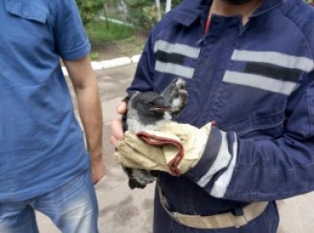 В Киеве на дошкольников напали агрессивные вороны