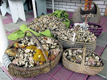 В лесах под Киевом уже появились осенние грибы