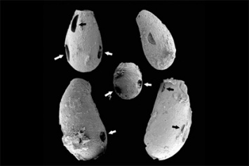 Палеобиологи обнаружили древних амеб-вампиров