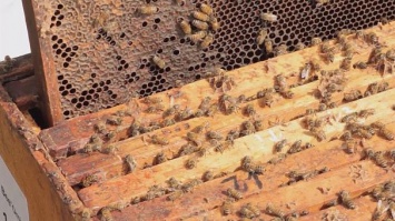 Повелители пчел
